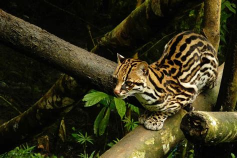 What Is A Ocelots Behavior