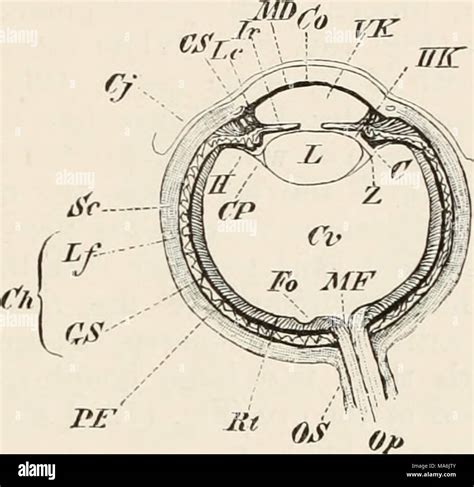 . Elements of the comparative anatomy of vertebrates Stock Photo - Alamy