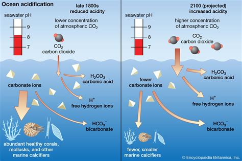 Ocean Acidification: How Carbon Dioxide Is Hurting the Seas | Britannica