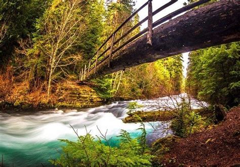 McKenzie River | Oregon waterfalls, Evergreen forest, Oregon