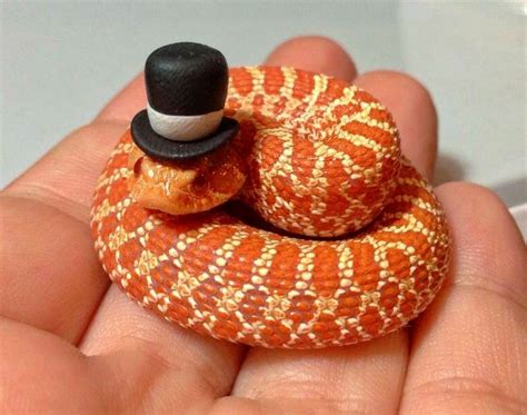 Hognose snake | Snakes with hats, Pet snake, Snake