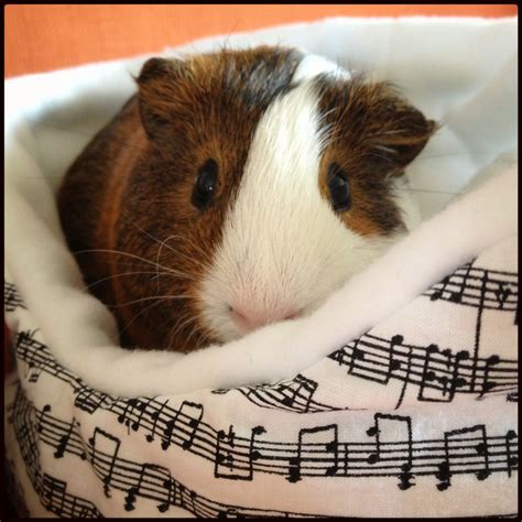 Our new guinea pig bed - from Spiffy Pigs. spiffypigs.etsy.com | Guinea pig bedding, Guinea pigs ...