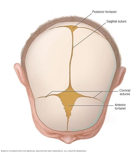 Cranial sutures and fontanels - Mayo Clinic