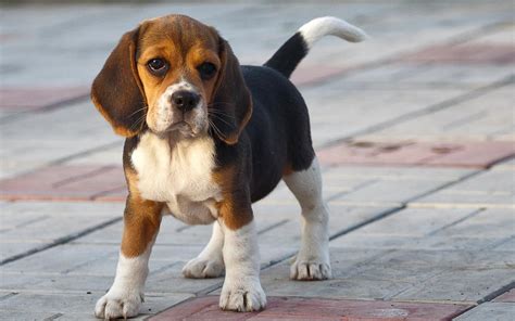 Beagle Puppy Wallpapers - Wallpaper Cave