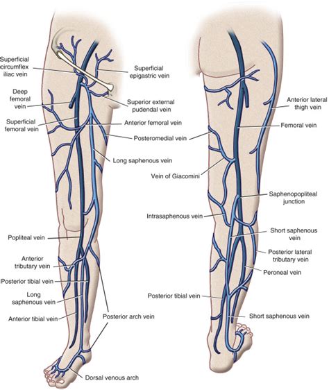 Vascular Anatomy of the Lower Limb | Radiology Key