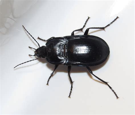 Bug Eric: ID Tip: Ground Beetle or Darkling Beetle?