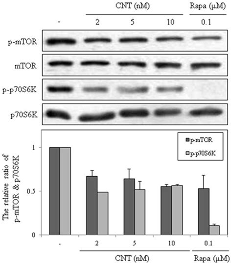 Tubulin was used as an internal control. | Download Scientific Diagram