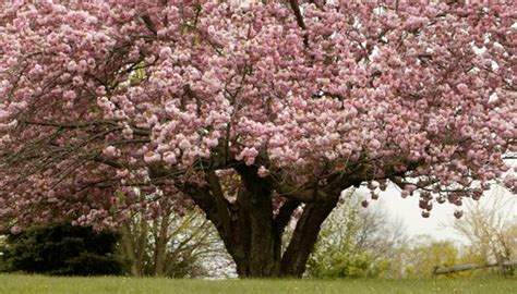 Apple Blossom Trees | Garden Guides