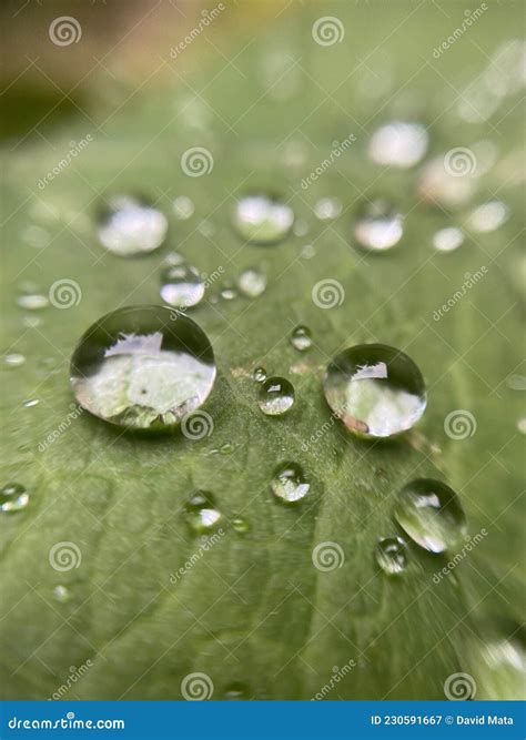 Water stock image. Image of raindrops, water, macro - 230591667