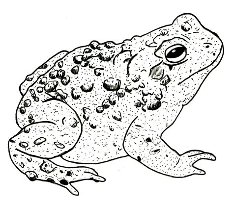 Detailed drawing of a toad | Ink illustrations, Frog art, Drawings