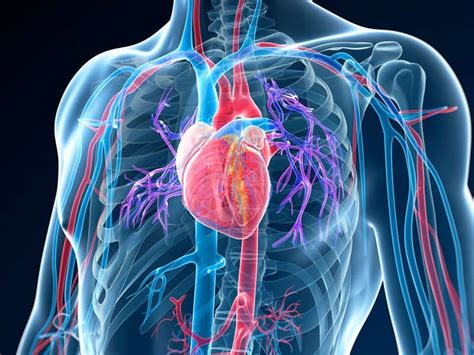 What Does a Heart CT Scan Detect?