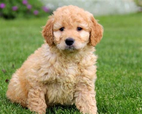 Mini Goldendoodle for Sale Near Me | Mini Goldendoodle