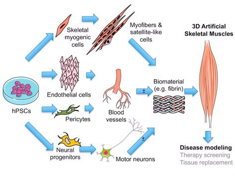 Artificial muscles promise to speed up testing of treatments for muscle ...