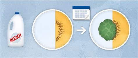 What Causes Mold and How to Get Rid of It | Mold Busters