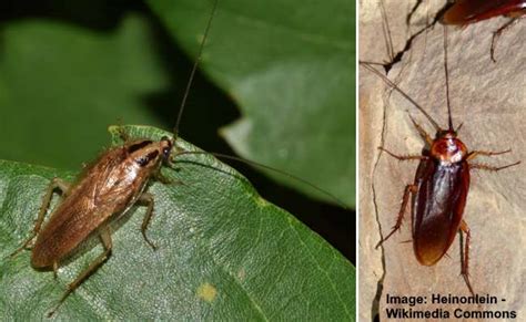 16 Small House Bugs With Pictures and Names - Identification Guide (2022)