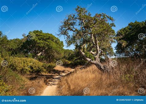 Fort Ord National Monument in California Stock Image - Image of travel, dirt: 224572337