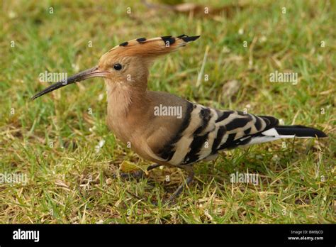 Israel, Hoopoe, (Upupa epops) Israel's national bird Stock Photo - Alamy