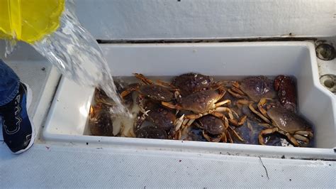 Winter Crabbing Opens Oct. 1 On Areas 4-9, Northern Canal