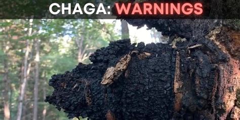 Chaga Warnings and Side Effects – Birch Boys, Inc.