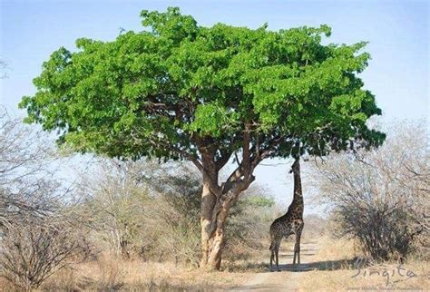 Interesting thing to see in South Africa. The pod mahogany is a medium to large, deep-rooted ...