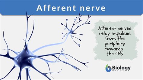 Afferent Nerve - Definition and Examples - Biology Online Dictionary