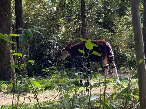 Okapi at the Bronx Zoo | Okapi, Bronx zoo, Zoo