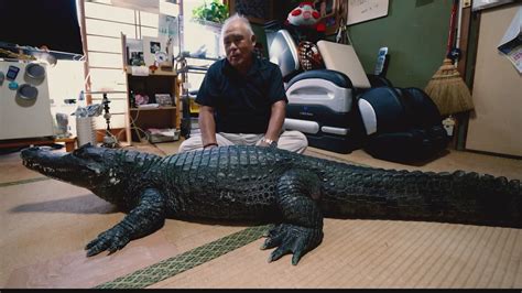 Meet Japan's 'Mr. Gator' and his eight foot alligator Cayman-kun | wthr.com