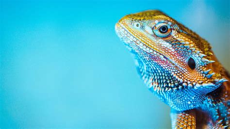 What attorneys should know about Reptile Theory | Legal Blog