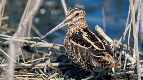 A snipe is a real bird and a snipe hunt is more than a gag