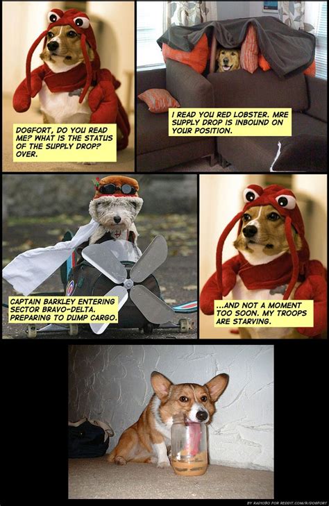 dogfort is my favorite meme | Dog fort, 15 dogs, Dog memes