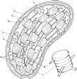 Chloroplast Diagram | Quizlet