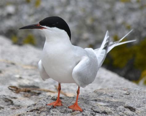 The Best Habitat for Roseate Terns in Virginia