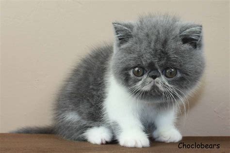 Persian Cat Exotic Shorthair Grey - Pets Lovers