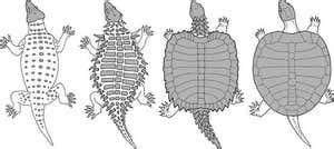 Fossil reveals how the turtle got its shell | New Scientist