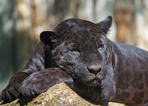 Panther vs Jaguar: 7 Differences / 8 Misconceptions Clarified | Storyteller Travel