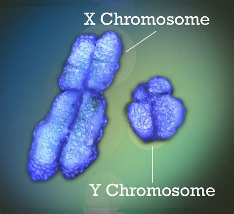 Why Do More Men Get Cancer Than Women? X Chromosome May Hold A Key | CommonHealth