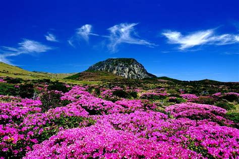 1920x1080px, 1080P free download | Jeju Island, South Korea, mountain, blossoms, color, pink ...