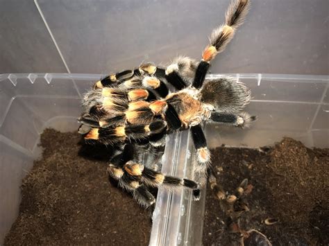 Brachypelma hamorii pair | Arachnoboards