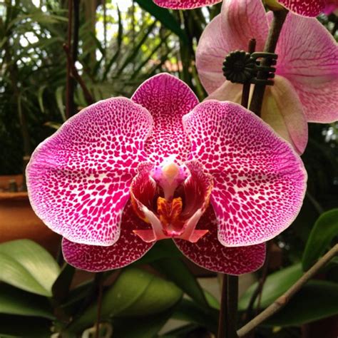 Gorgeous orchid from Venezuela. | Orchids, Flowers, Beautiful flowers ...