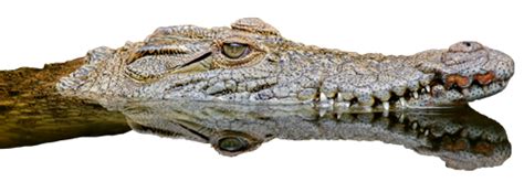 Crocodile PNG Images Transparent Free Download - PNG Mart