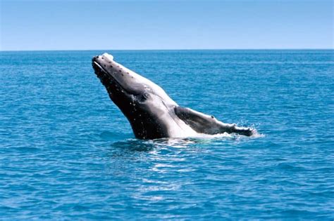 Fun and Interesting Facts About the Great Barrier Reef in Australia - Cabarete Dominican Republic