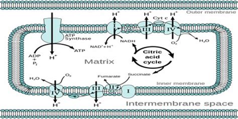 About Chemiosmotic Theory - Assignment Point