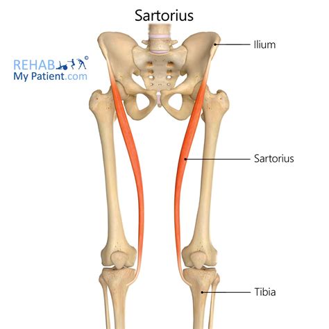 Sartorius | Rehab My Patient