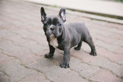 Grey French Bulldog: What to Know - FrenchieWiki