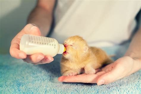 How to Bottle Feed a Kitten - Purrfect Love