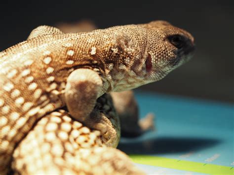 Desert Iguana - Lindsay Wildlife Experience