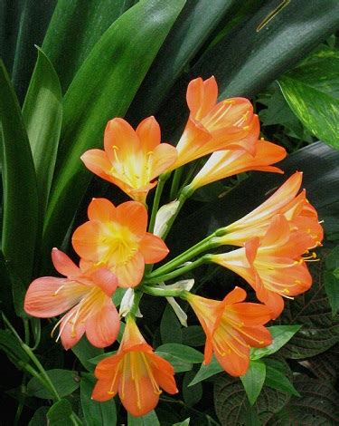 Yard and Garden: Brighten Winter with a Clivia Plant | News