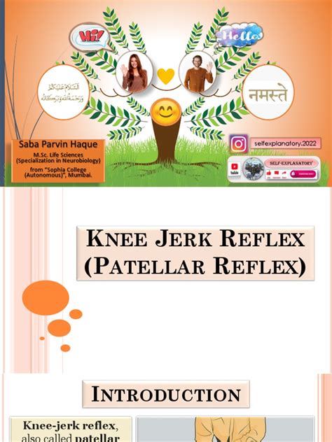 Knee Jerk Reflex | PDF | Nervous System | Limbs (Anatomy)