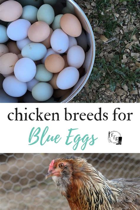 Blue Chicken Eggs