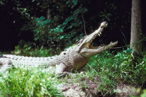 Crazy footage of crocodile jumping out of water